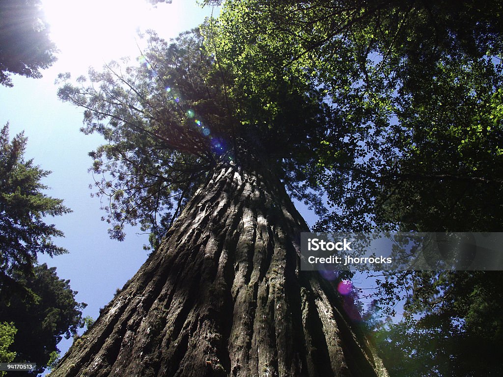 Redwood - Foto de stock de Alto - Descripción física libre de derechos