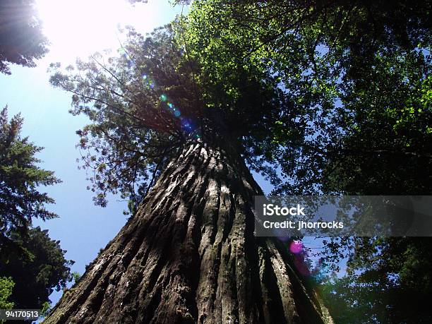 Redwood Foto de stock y más banco de imágenes de Alto - Descripción física - Alto - Descripción física, Azul, Boscaje