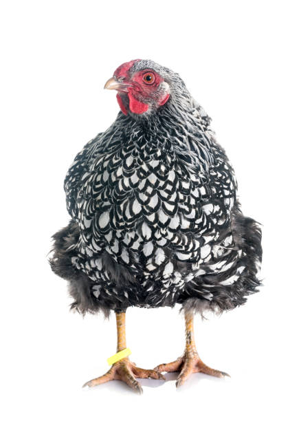 istock silver-laced Wyandotte chicken 941705920