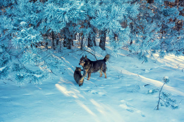 Cat and dog walking in snowy pine forest.  Winter nature
