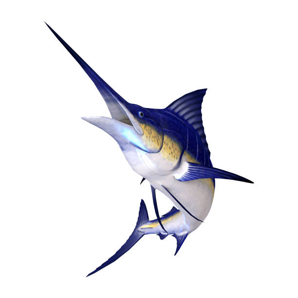 3 d レンダリング カジキ魚ホワイト - swordfish ストックフォトと画像