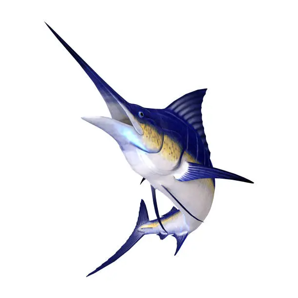 3D rendering of a marlin fish isolated on white background