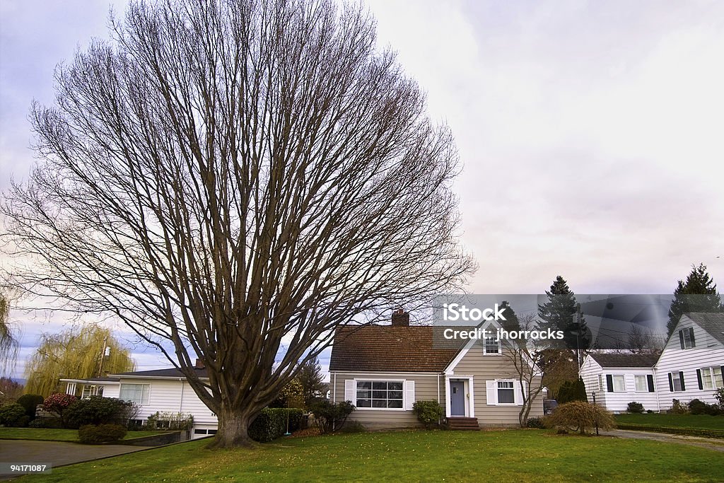 Grand arbre, petite maison - Photo de Arbre sans feuillage libre de droits