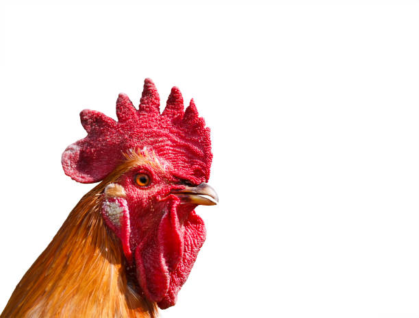 istock head of red bright rooster on white isolated background 941711960