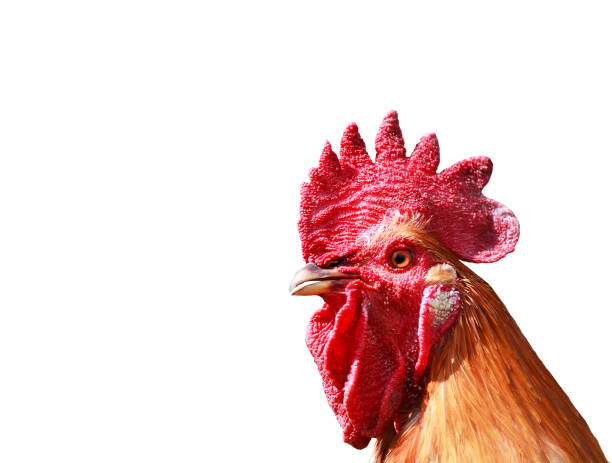 istock head of red bright rooster on white isolated background 941711964