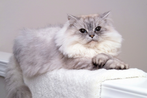 Breeding cats with a pedigree