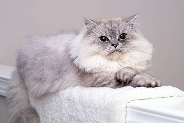 Comfortable Cat  persian cat stock pictures, royalty-free photos & images