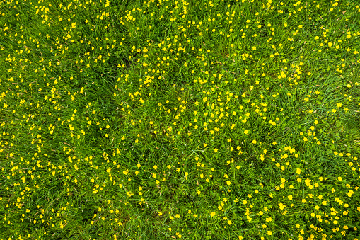 Canola field