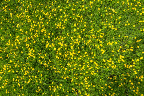 istock Spring grass texture with flowers, top view on field 941721170