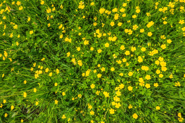 istock Yellow flowers, texture, green grass on spring meadow 941722828