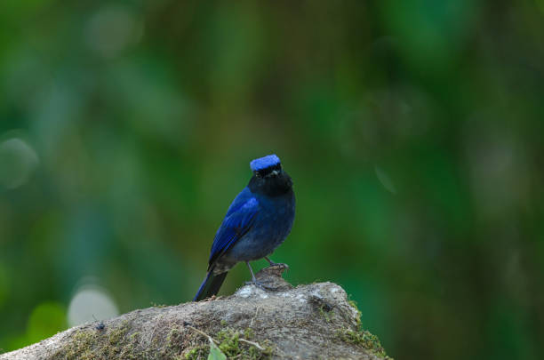 istock male Large Niltava (Niltava grandis) 941723156