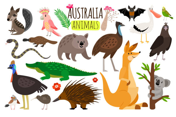 Australian animals. Vector animal icons of Australia, kangaroo and koala, wombat and ostrich emu Australian animals. Vector animal icons of Australia, kangaroo and koala, wombat and ostrich emu, platypus and echidna in cartoon style isolated on white background australian culture stock illustrations