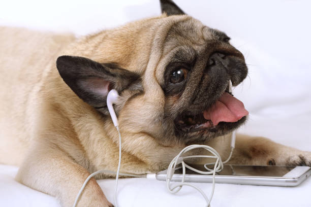 cão pug em fones de ouvido na cama - neutral look audio - fotografias e filmes do acervo