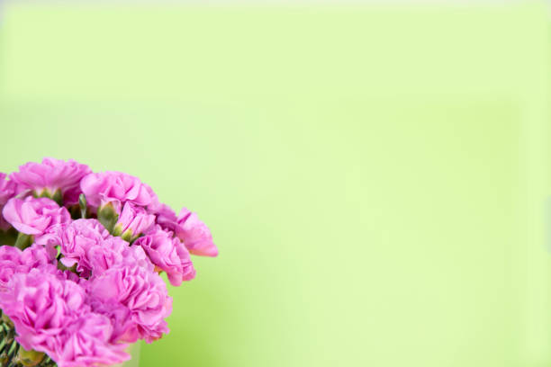 Mother's Day carnation celebration gift