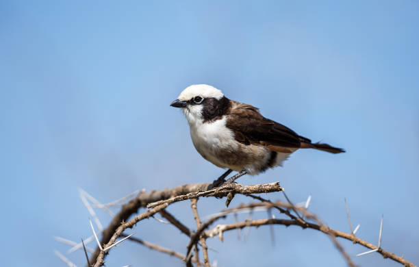 istock The northern white-crowned shrike 941729456