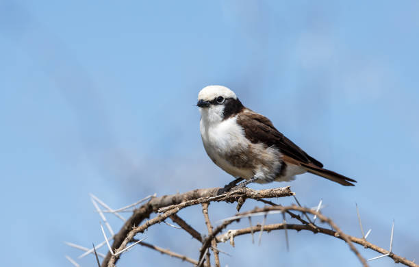 The northern white-crowned shrike