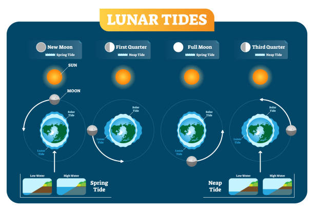 Lunar and Solar tides vector illustration diagram poster. Spring and Neap tide. Lunar and Solar tides vector illustration diagram poster infographic. Spring and Neap tide scheme. Gravitation force influence on the water levels and coastline. Geography and astronomy science. tide stock illustrations
