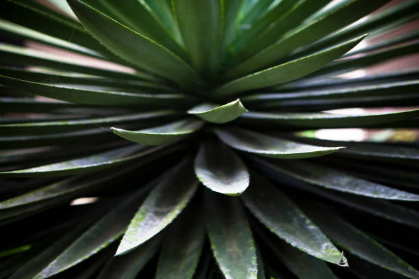 istock Close up of cactus, mostly image with green tones. 941732834
