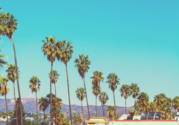 Tall palm trees with Hollywood sign on the background Tall palm trees with world famous Hollywood sign on the background, Los Angeles. Southern California, USA hollywood california photos stock pictures, royalty-free photos & images