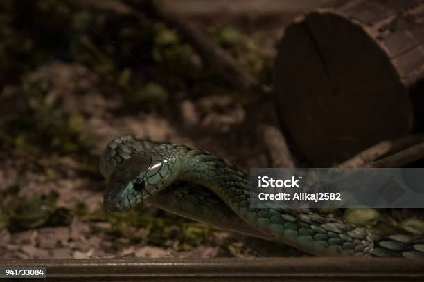 ヒガシグリーンマンバ (Dendroaspis angusticeps)、テラリウムの猛毒ヘビ種 - ストックフォト・写真素材...
