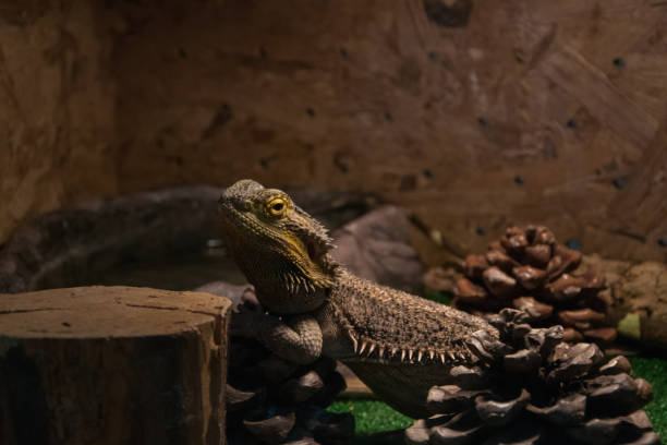 istock Exotic wild animal in terrarium - Water Dragon 941733112
