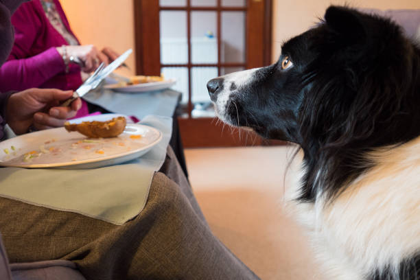 Border Collie dog begging for food Border Collie dog begging for food of a human plate begging animal behavior stock pictures, royalty-free photos & images