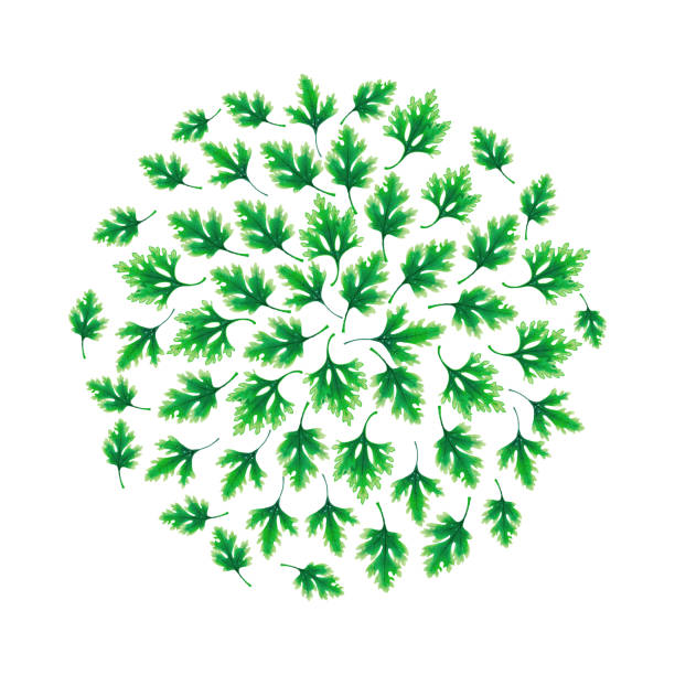 istock Illustration of a Ball of parsley leaves 941736784