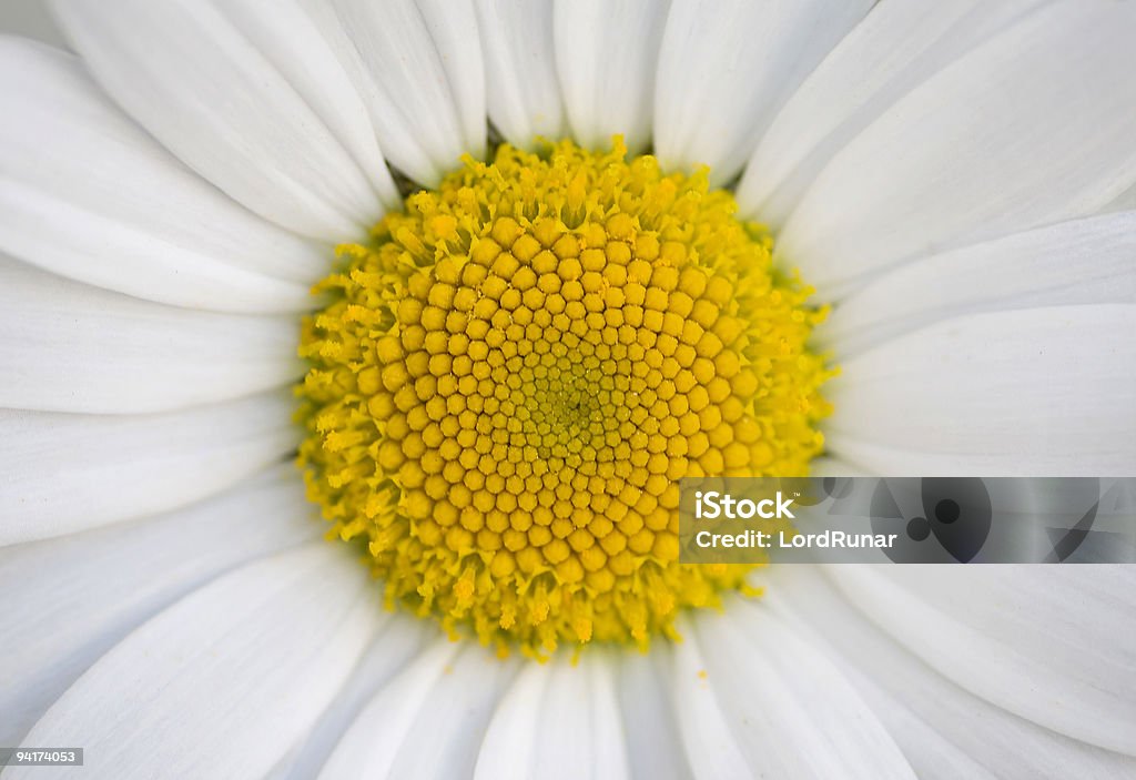 Margarita común - Foto de stock de Amarillo - Color libre de derechos