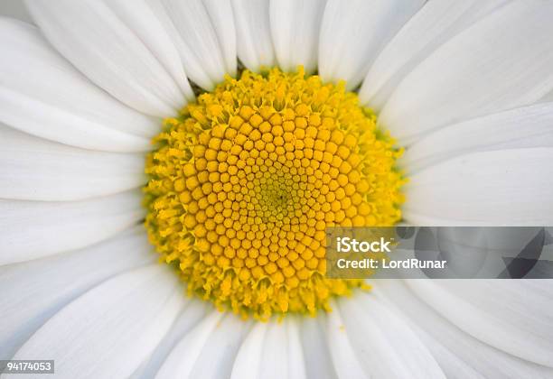 Foto de Margarida Olhodeboi e mais fotos de stock de Acima - Acima, Amarelo, Beleza natural - Natureza