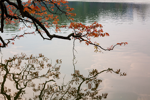 Turtle tower in Sword lake in spring in Hanoi, Vietnam. When the cold is still there, buds appear, signaling the come of spring.