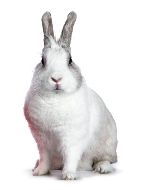 istock Cute white with grey shorthair bunny sitting side ways  isolated on white background looking at camera 941749660