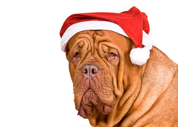 A dog wearing a Santa clause hat stock photo