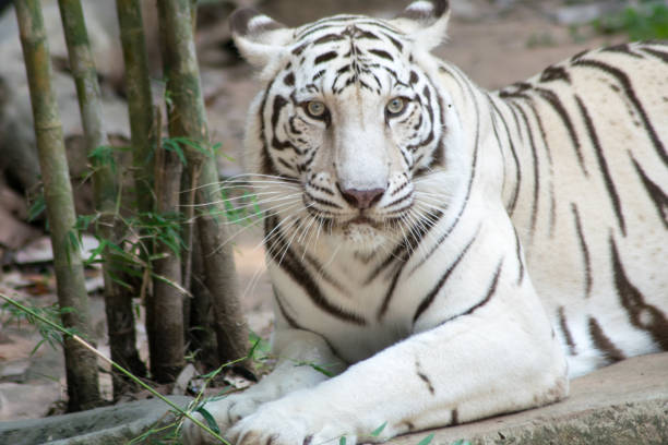 istock close up White tiger in jungle 941749780