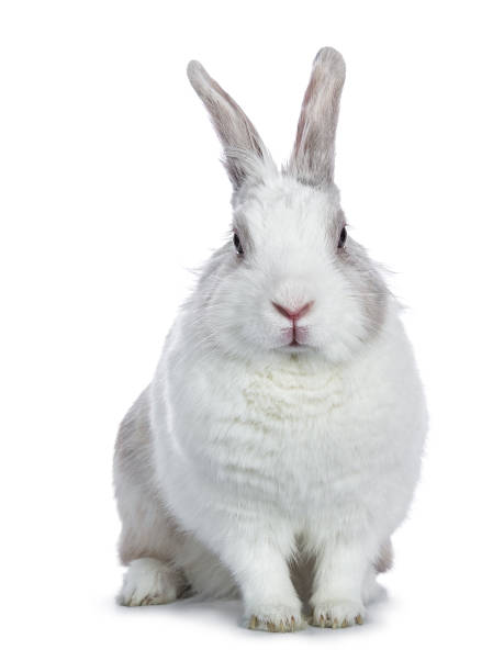 istock Cute white with grey shorthair bunny sitting up facing camera isolated on white background 941749830