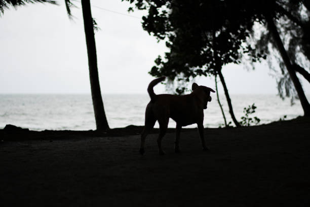 istock silhouette a dog running on the beach 941750084