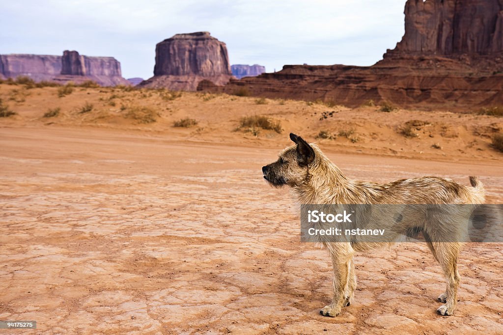 Hund im Monument Valley - Lizenzfrei Hund Stock-Foto