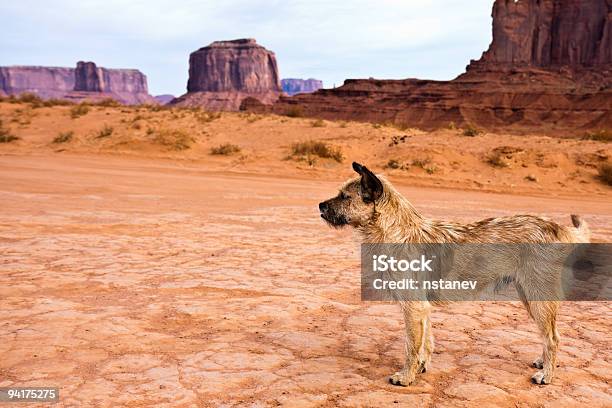 Photo libre de droit de Chien De Monument Valley banque d'images et plus d'images libres de droit de Chien - Chien, Réserve amériendienne, Animal errant