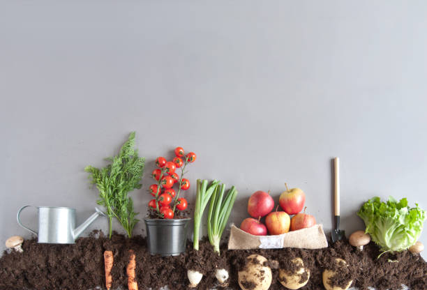 istock Organic fruit and vegetable garden concept 941753184