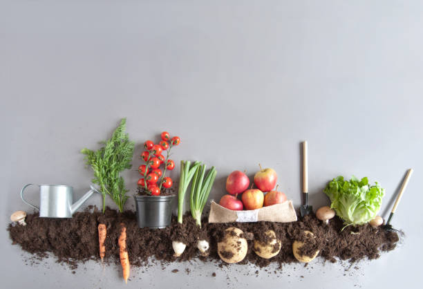 istock Organic fruit and vegetable garden concept 941753396