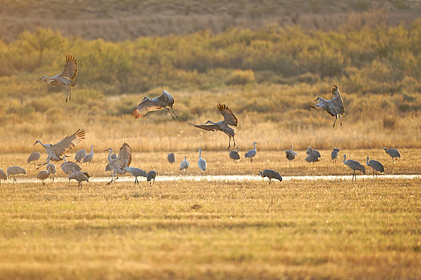 istock Sandhill cranes landing in a field. 94175399