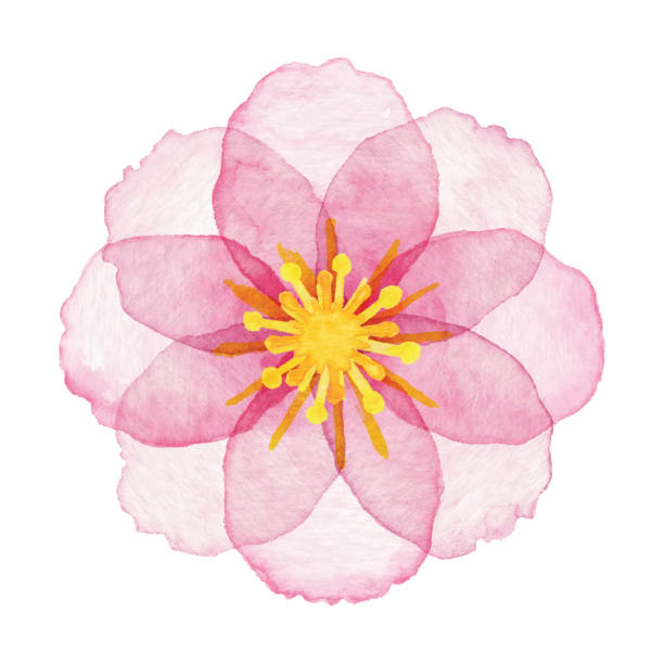 ilustrações, clipart, desenhos animados e ícones de aquarela flores cor-de-rosa - single flower flowers nature plant