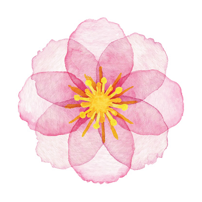 Watercolor Pink Flower
