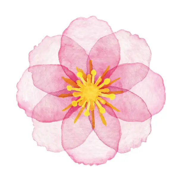 Vector illustration of Watercolor Pink Flower