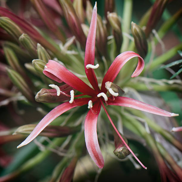 Nerine stock photo