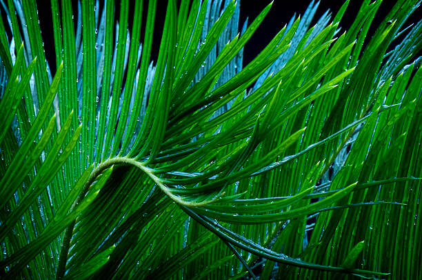 Cycas stock photo