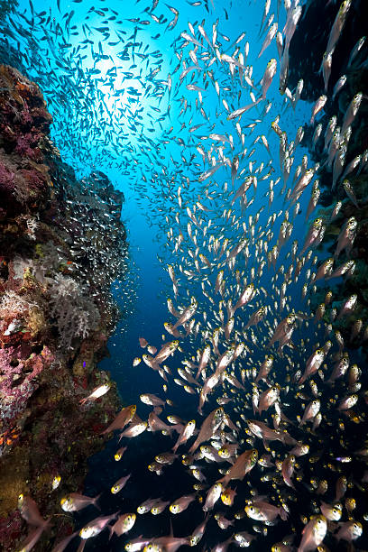 istock golden sweepers and ocean 94176120