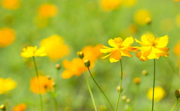 istock Close up in cosmos flower 941762228
