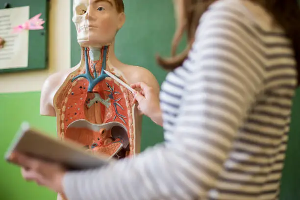 Photo of Young female teacher in biology class, holding digital tablet and teaching human body anatomy, using artificial body model to explain internal organs.