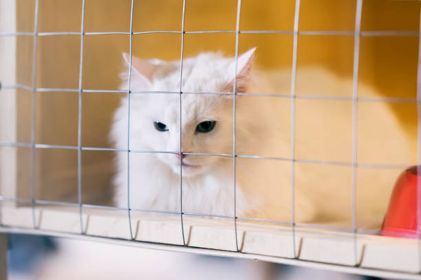 White fluffy sad homeless alone cat, looking out from cage behind bars in a shelter waiting for someone to adopt him