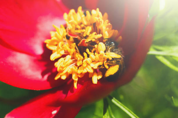 Floral background. Honey bee collecting nectar from pollen of red blooming flower, close-up, shallow depth of field